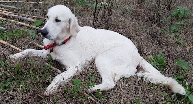 madre golden retriever