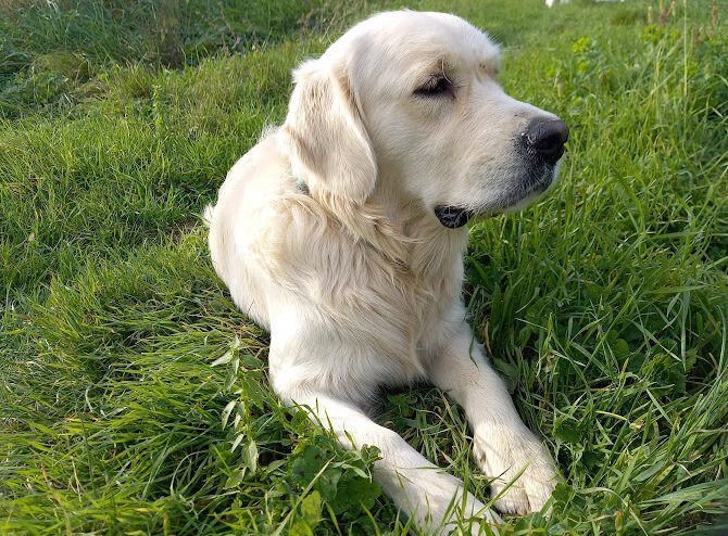 Padre golden retriever