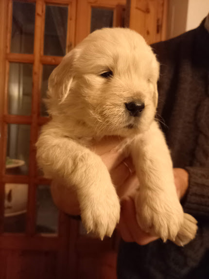 Golden retriever cucciola disponibile